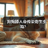 狗狗舔人会传染寄生虫吗？（图2）