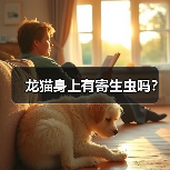 龙猫身上有寄生虫吗？（图4）