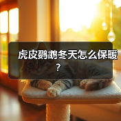 虎皮鹦鹉冬天怎么保暖？（图4）