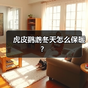 虎皮鹦鹉冬天怎么保暖？（图3）