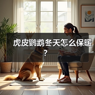 虎皮鹦鹉冬天怎么保暖？（图1）