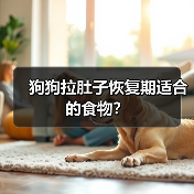 狗狗拉肚子恢复期适合的食物？（图4）