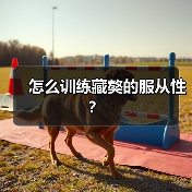 怎么训练藏獒的服从性？（图3）