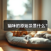 猫咪的原始袋是什么？（图1）