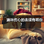 猫咪伤心的表现有哪些？（图2）
