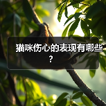 猫咪伤心的表现有哪些？（图1）