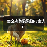 怎么训练狗狗随行主人？（图3）