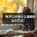 兔子口炎有什么简单的治疗方法？（图3）