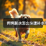 狗狗脱水怎么快速补水?（图3）