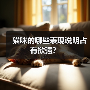 猫咪的哪些表现说明占有欲强？（图2）