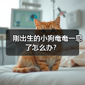 刚出生的小狗奄奄一息了怎么办？（图3）