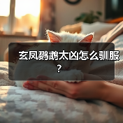 玄凤鹦鹉太凶怎么驯服？（图2）