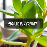 仓鼠的视力好吗？（图2）