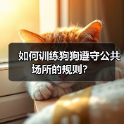 如何训练狗狗遵守公共场所的规则？（图2）