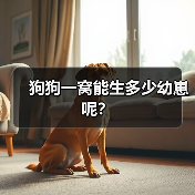 狗狗一窝能生多少幼崽呢？（图2）