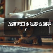 龙猫流口水是怎么回事？（图3）