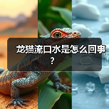 龙猫流口水是怎么回事？（图1）
