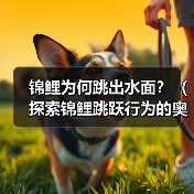 锦鲤为何跳出水面？（探索锦鲤跳跃行为的奥秘）（图2）