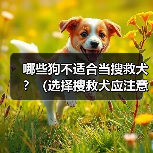 哪些狗不适合当搜救犬？（选择搜救犬应注意的关键因素）（图1）