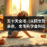 五十天金毛（从陌生到亲密，金毛狗学会叫名字的奇幻旅程）（图3）