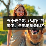 五十天金毛（从陌生到亲密，金毛狗学会叫名字的奇幻旅程）（图1）