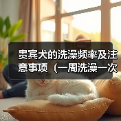 贵宾犬的洗澡频率及注意事项（一周洗澡一次，让贵宾犬毛色亮丽健康）（图3）