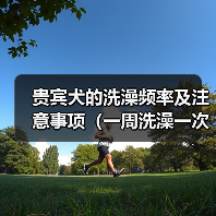 贵宾犬的洗澡频率及注意事项（一周洗澡一次，让贵宾犬毛色亮丽健康）（图4）