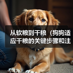 从软粮到干粮（狗狗适应干粮的关键步骤和注意事项）（图1）