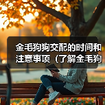 金毛狗狗交配的时间和注意事项（了解金毛狗狗交配的最佳时间和相关注意事项）（图1）