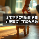 金毛狗狗交配的时间和注意事项（了解金毛狗狗交配的最佳时间和相关注意事项）（图2）