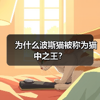 为什么波斯猫被称为猫中之王？（图4）