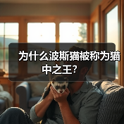 为什么波斯猫被称为猫中之王？（图3）