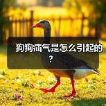 狗狗疝气是怎么引起的？（图1）
