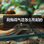 狗狗疝气是怎么引起的？（图3）
