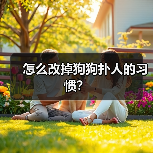 怎么改掉狗狗扑人的习惯？（图1）
