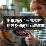 老年猫的“一蹶不振”原因及如何照顾老年猫（老年猫出现这几种迹象，说明它的时间已经不多了）（图3）