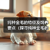 纯种金毛的特征及饲养要点（探寻纯种金毛的迷人特征和养护技巧）（图4）