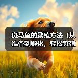 斑马鱼的繁殖方法（从准备到孵化，轻松繁殖斑马鱼）（图2）