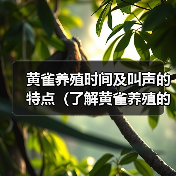 黄雀养殖时间及叫声的特点（了解黄雀养殖的时间要求和独特的叫声）（图3）