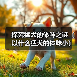 探究猛犬的体味之谜（以什么猛犬的体味小）（图1）