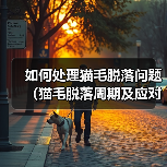 如何处理猫毛脱落问题（猫毛脱落周期及应对措施）（图1）