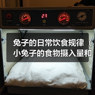 兔子的日常饮食规律（小兔子的食物摄入量和膳食习惯）（图2）