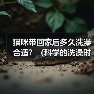 猫咪带回家后多久洗澡合适？（科学的洗澡时间和方法是保证猫咪健康的关键）（图3）