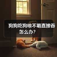 狗狗吃狗粮不嚼直接吞怎么办？（图4）