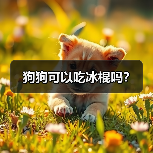 狗狗可以吃冰棍吗？（图3）
