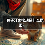 兔子牙齿松动是什么原因？（图4）