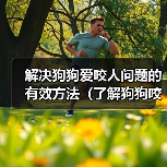 解决狗狗爱咬人问题的有效方法（了解狗狗咬人的原因及相应解决方案）（图4）