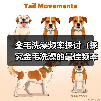 金毛洗澡频率探讨（探究金毛洗澡的最佳频率及注意事项）（图3）