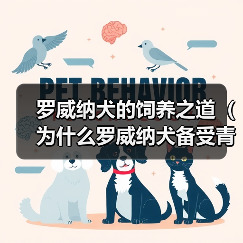 罗威纳犬的饲养之道（为什么罗威纳犬备受青睐？如何正确养育罗威纳犬？）（图1）