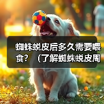 蜘蛛蜕皮后多久需要喂食？（了解蜘蛛蜕皮周期和喂食需求的关系）（图1）